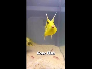 the long-horned cowfish ot aflyingfish luv/biologiya